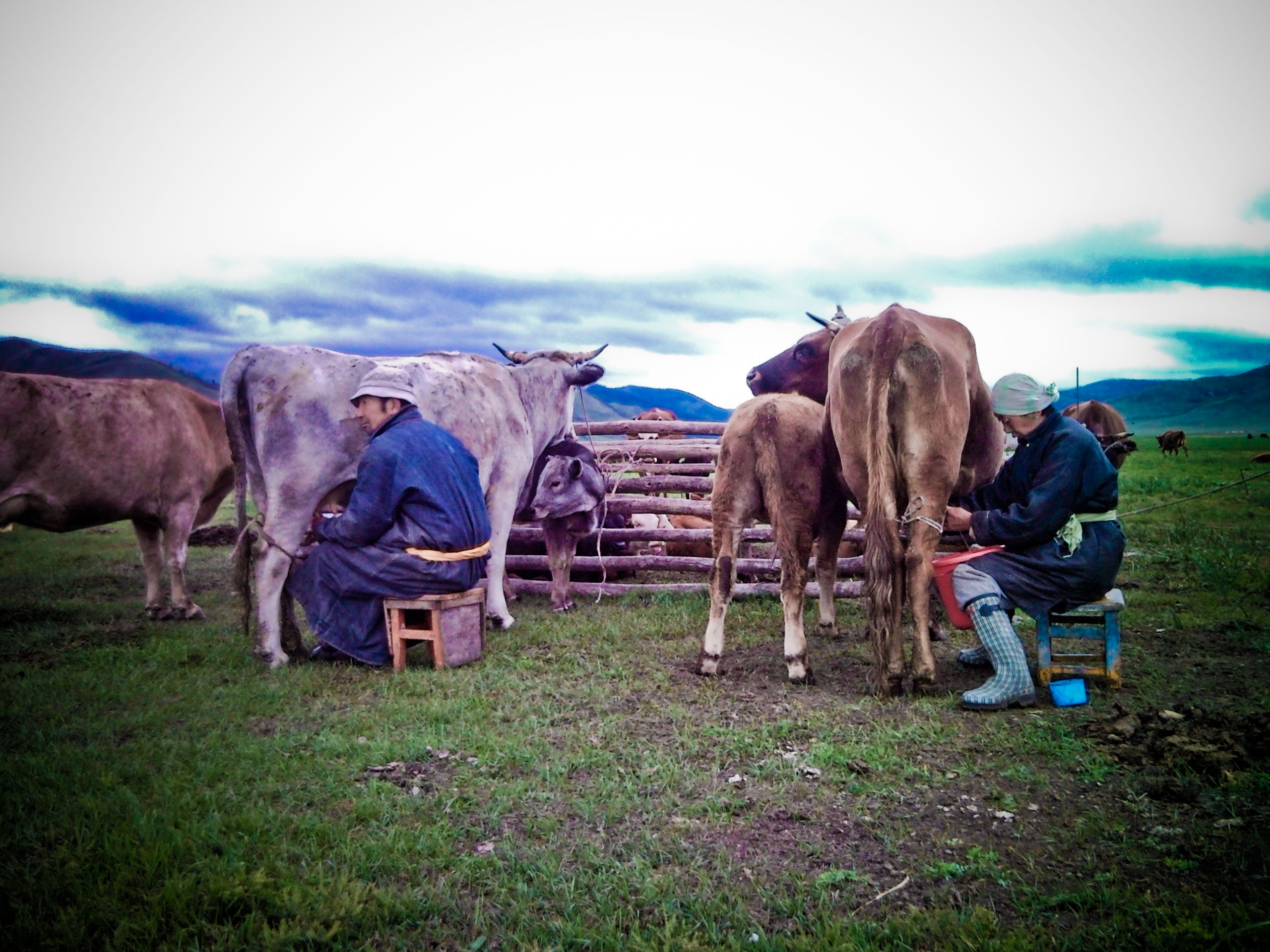 mongolian nomads image